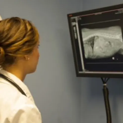 A doctor viewing an x-ray at Beattie Pet Hospital